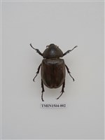 藏品(獨角仙)的圖片